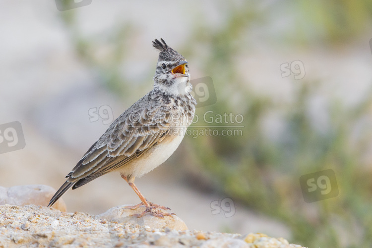 Crested Lark